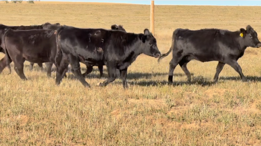 Ai’d to calve Feb 20th. 950 – 1000lbs, Gentle cake broke, RANCH READY!- BH1024C5